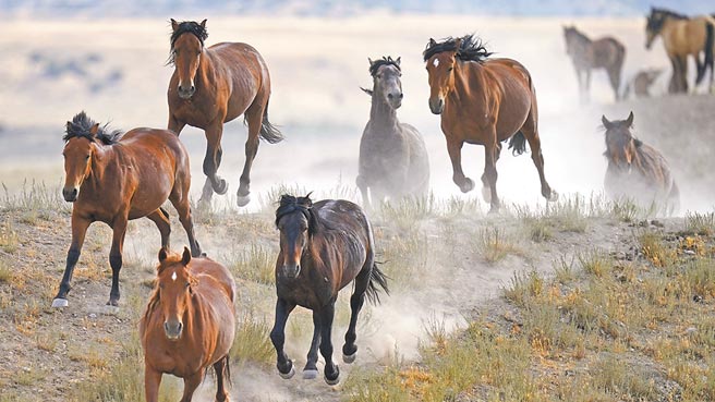 美西马满为患图╱美联社