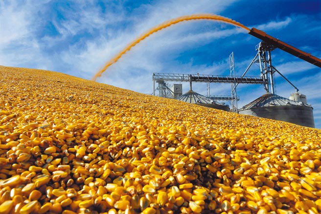 圖為美國農民將收穫的玉米存放在全穀物升降機外。（美聯社）
