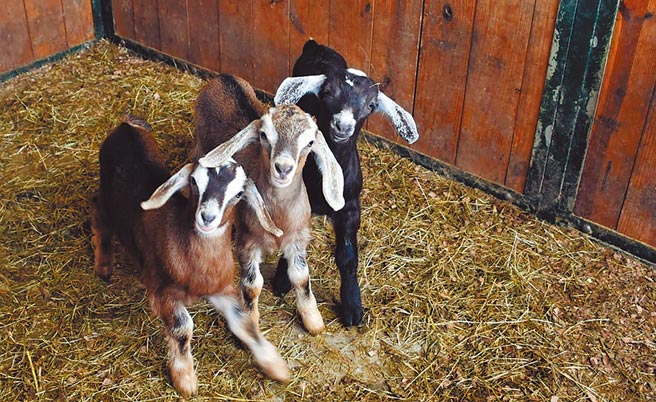 台東初鹿牧場為3隻新生小羊舉辦命名活動，3寶排排站看鏡頭，萌度爆表。（初鹿牧場提供／莊哲權台東傳真）
