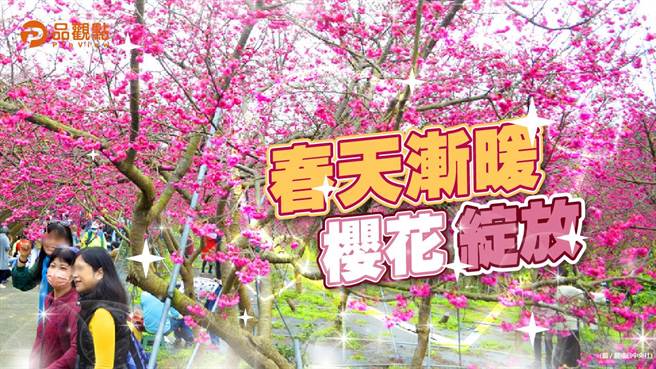 告別濕濕冷冷的天氣，迎接228連假是較為舒適溫暖的天氣型態。春天漸暖櫻花開，全台各地櫻花陸續盛開，進入賞櫻高峰。（圖／品觀點）