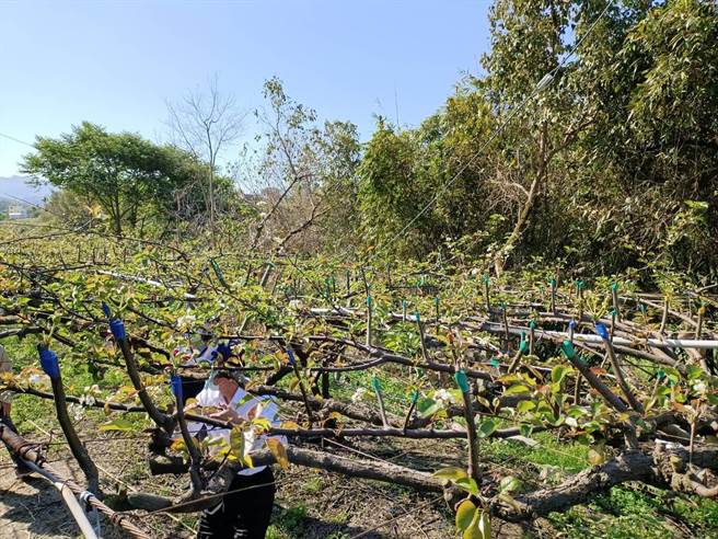 東勢高接梨穗受損面積175公頃，平均損害程度約35％。（陳淑娥攝）