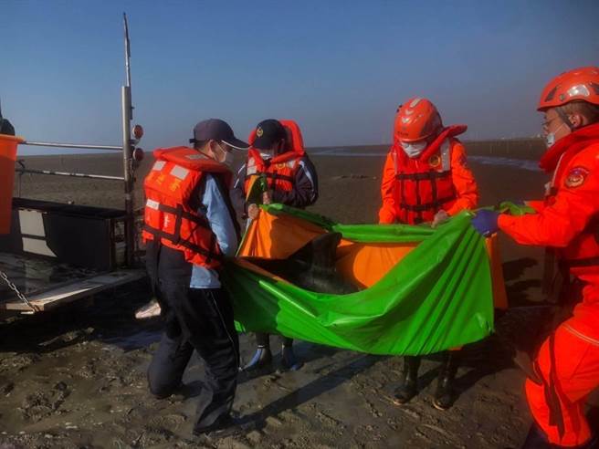 海巡署第三岸巡隊芳苑安檢所出動6名同仁，27日傍晚與民間、學界鯨豚保育人員，合力完成今年以來彰化縣海域第一例擱淺鯨豚的成功救援任務。(芳苑安檢所／謝瓊雲彰化傳真)