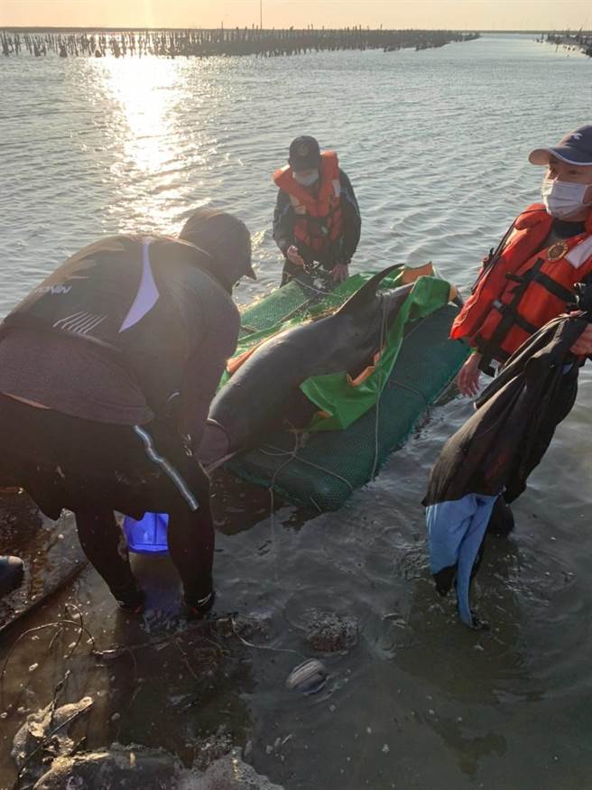 海巡署第三岸巡隊芳苑安檢所出動6名同仁，27日傍晚與民間、學界鯨豚保育人員，合力完成今年以來彰化縣海域第一例擱淺鯨豚的成功救援任務。(芳苑安檢所／謝瓊雲彰化傳真)