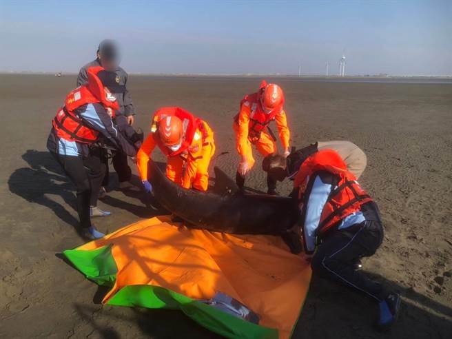 海巡署第三岸巡隊芳苑安檢所出動6名同仁，27日傍晚與民間、學界鯨豚保育人員，合力完成今年以來彰化縣海域第一例擱淺鯨豚的成功救援任務。(芳苑安檢所／謝瓊雲彰化傳真)