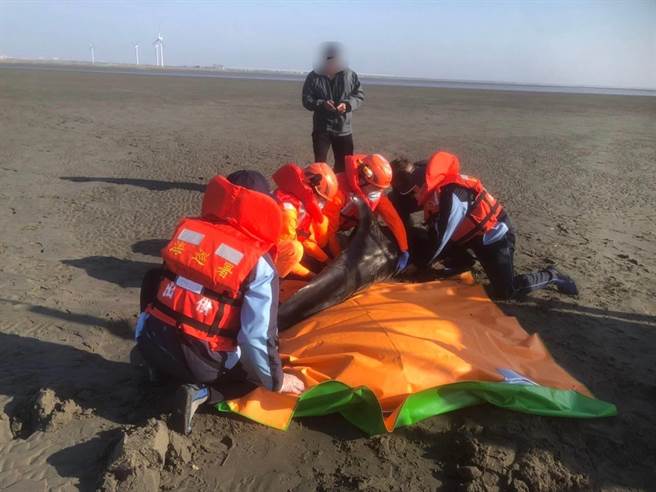 海巡署第三岸巡隊芳苑安檢所出動6名同仁，27日傍晚與民間、學界鯨豚保育人員，合力完成今年以來彰化縣海域第一例擱淺鯨豚的成功救援任務。(芳苑安檢所／謝瓊雲彰化傳真)