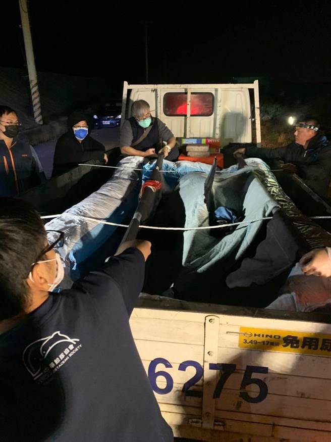 海巡署第三岸巡隊芳苑安檢所出動6名同仁，27日傍晚與民間、學界鯨豚保育人員，合力完成今年以來彰化縣海域第一例擱淺鯨豚的成功救援任務。(芳苑安檢所／謝瓊雲彰化傳真)