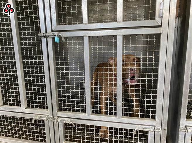 由于近年比特犬伤人事件频传，农委会因此修正「指定禁止饲养输入或输出之动物」，比特犬、美国比特斗牛犬(American Pit Bull Terrier or American Pit Bull)、美国史大佛夏牛头犬(American Staffordshire Terrier)列入其中。（本报系资料照）