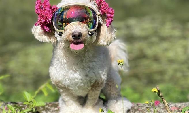 蔺奕》春天最古老神秘的祝福。（图／爱传媒）