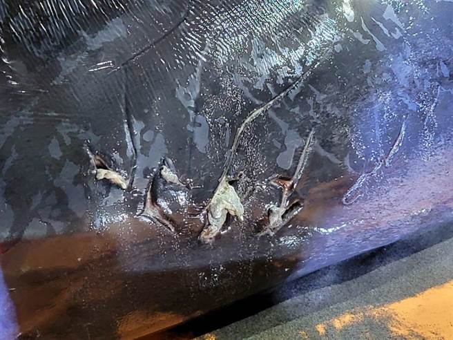 擱淺芳苑外海的糙齒海豚滿身傷痕，都是齒痕。（摘自臉書／謝瓊雲彰化傳真）
