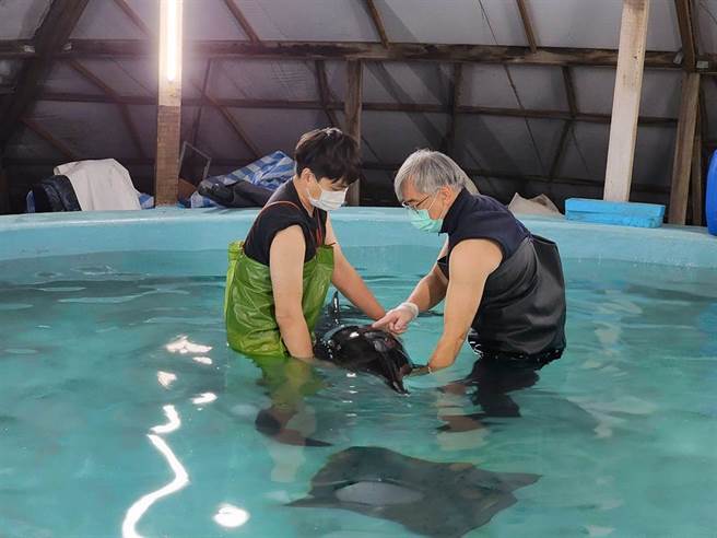 成大海洋生物暨鯨豚研究中心保育人員協入虛弱的公糙齒海豚入池，可惜呼吸十分急促、微弱，無法自行抬頭呼吸，最後仍失去生命跡象。（摘自臉書／謝瓊雲彰化傳真）
