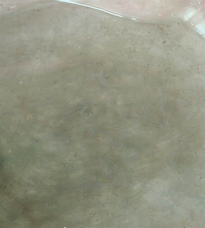 嘉縣東石鄉漁民成峻2月27日深夜捕撈到1500尾鰻苗，據他所說是本季鰻苗捕撈季以來最多的一次。（成峻提供／張亦惠嘉縣傳真）