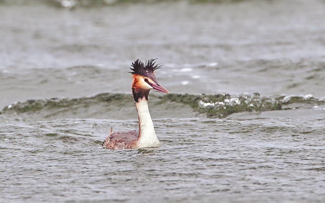 換上繁殖羽，羽冠有如爆炸頭的稀有冬候鳥冠鷿鷈，在台東知本溼地現蹤。（莊哲權攝）