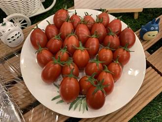 番茄新品種 「花蓮24號-友愛」上市