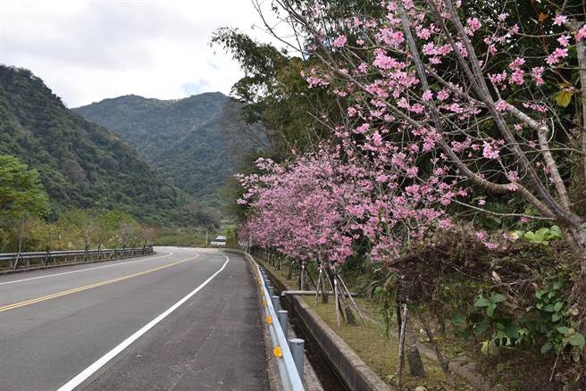 通往泰安溫泉的苗62線道沿線櫻花目前已經盛開。（謝明俊攝）