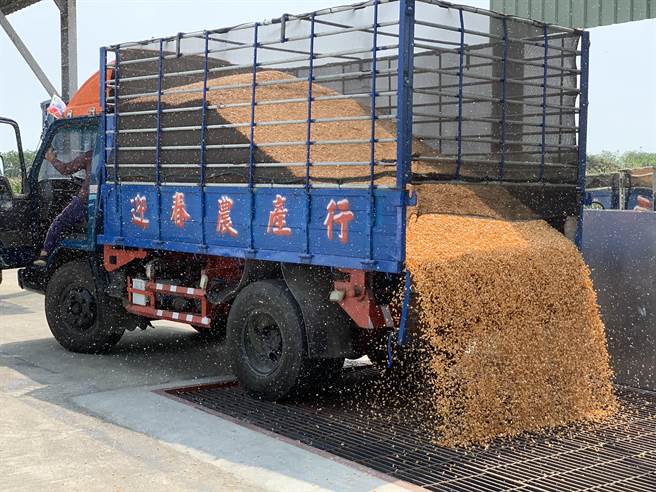 硬质玉米价格看涨，台湾第2大产区所在地盐水区农会在政策和大环境驱使下，预估能提升产量。（邱子轩提供／张毓翎台南传真）