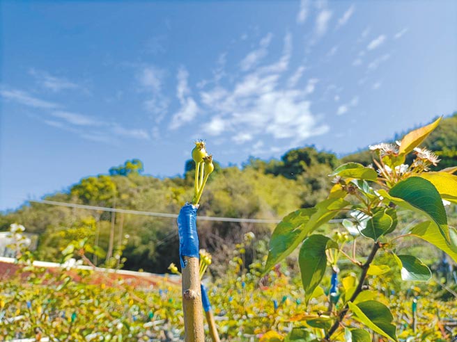 台中市东势高接梨穗平均损害程度约35％，农委会主委陈吉仲昨前往会勘。（陈淑娥摄）