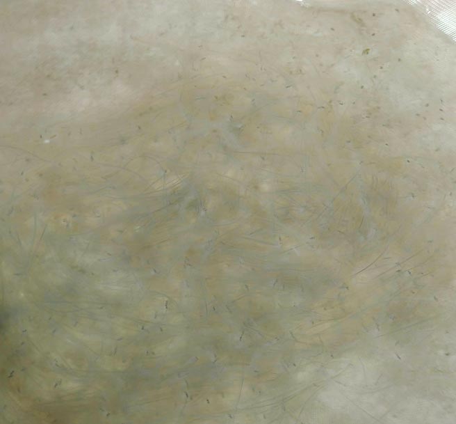 嘉縣東石鄉漁民成峻2月27日深夜捕撈到1500尾鰻苗，據他所說是本季鰻苗捕撈季以來最多的一次。（成峻提供／張亦惠嘉縣傳真）