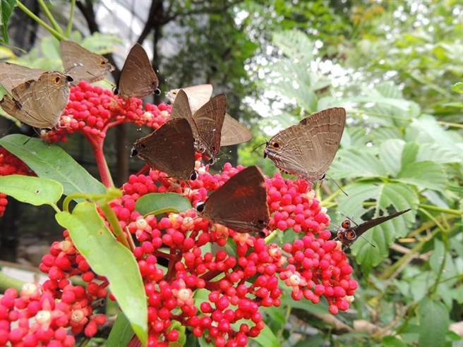 （恆春小灰蝶。圖／特生中心提供）
