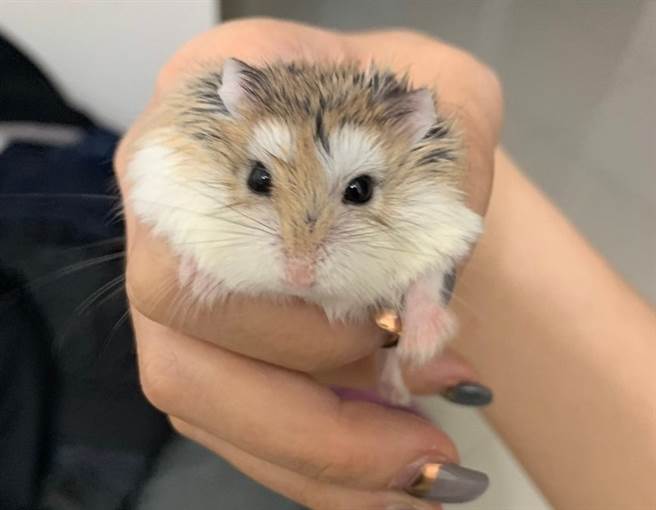 老公公倉鼠備受主人寵愛，過世後牠告訴寵物溝通師，將會投胎成一隻黑狗來報恩。(圖/弟弟媽咪授權)