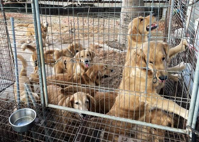 嘉义县家畜疾病防治所去年安置14只黄金猎犬，日前开放认养，吸引上千人报名，最后有高达1380人次符合抽籤资格，明下午将直播抽籤。（嘉义县家畜疾病防治所提供∕吕妍庭嘉义传真）