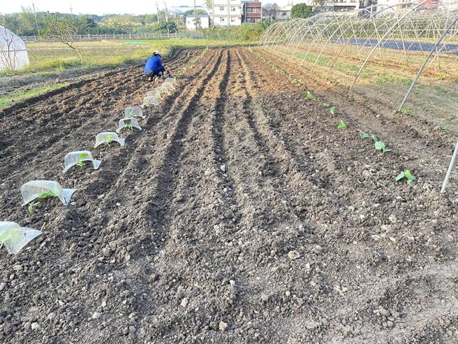 今年自農曆年後大雨不斷，淡水區第一批栗子南瓜苗因泡水爛掉，辛苦的農民趁好天氣趕緊種新苗，並且為南瓜苗蓋上防護罩（農友提供／戴上容新北傳真）