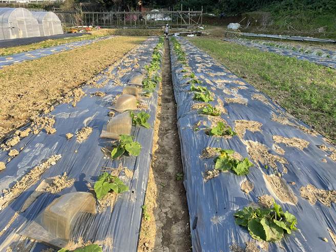 今年自農曆年後大雨不斷，淡水區第一批栗子南瓜苗因泡水爛掉，辛苦的農民趁好天氣趕緊種新苗，並且為南瓜苗蓋上防護罩（農友提供／戴上容新北傳真）