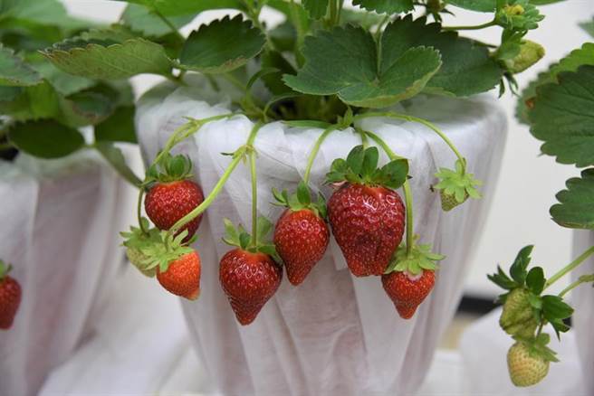 （台农1号花了10年育种成功。图／农试所提供）