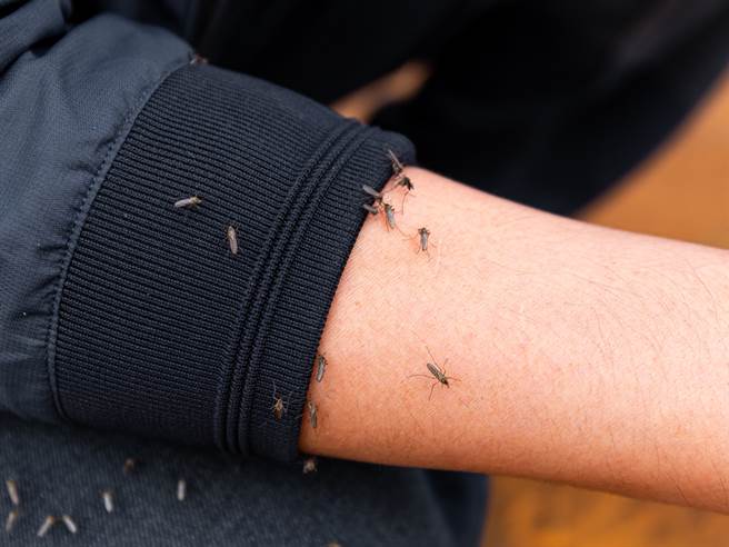 蚊子天敌！有网友推荐好市多的「灭蚊神器」，大讚一晚可狂杀20只。(示意图/达志影像)