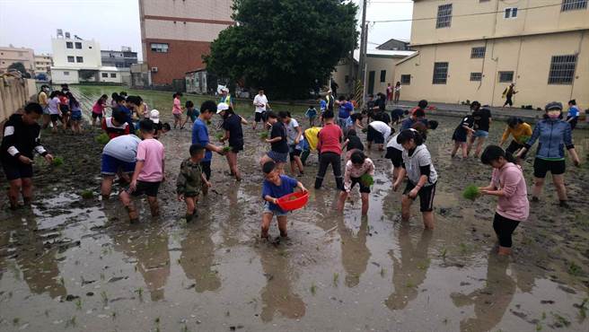 永寧国小60名学生卷起裤管，打着赤脚、踏着烂泥，弯腰在田里学插秧，种下希望之稻。（民眾提供）