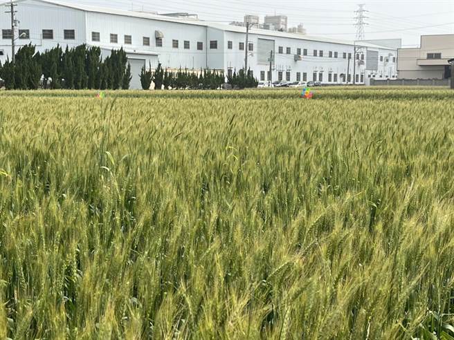 今年大雅小麥產業文化活動「虎嘯風生•瑞麥豐收」，5日將於員林里寶興宮前廣場風華再現。（大雅區農會提供）