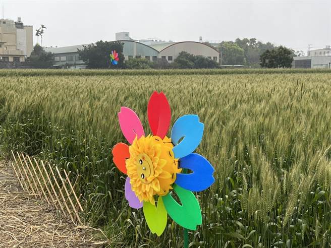今年大雅小麥產業文化活動「虎嘯風生•瑞麥豐收」，5日將於員林里寶興宮前廣場風華再現。（大雅區農會提供）