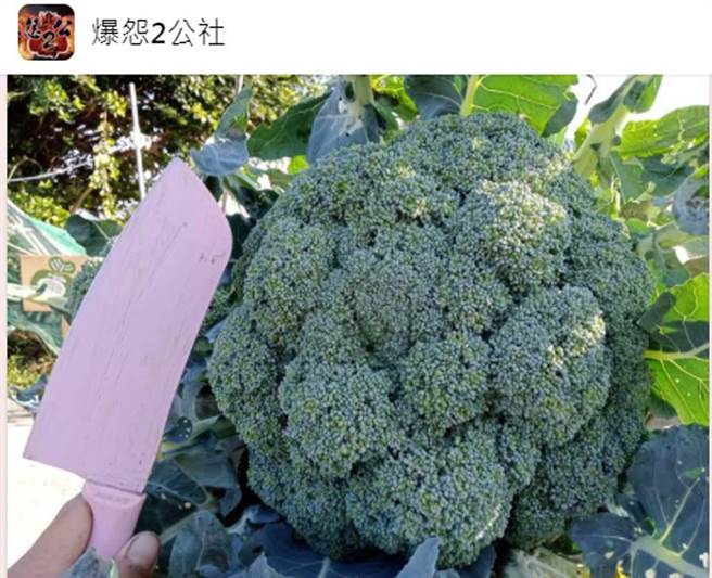 農夫被私闖他菜園、強摘高麗菜的「肖婆」氣到差點中風。（翻攝臉書《爆怨2公社》）