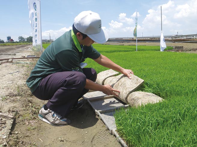 近年来全球生物技术产业快速发展，并逐渐转化为产业优势，商机庞大。图为水稻秧苗育种。图／本报资料照片