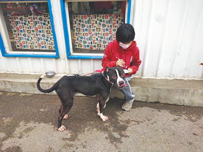 為預防民眾棄養比特犬，新北市動保處將在6日開辦比特犬飼養訓練課程，以確保飼養環境符合標準。（新北市動保處提供／陳慰慈新北傳真）