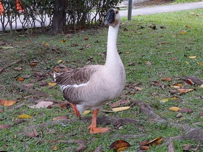 台大醉月湖可爱的公鹅遭民眾猎杀。（翻摄脸书社团《NTU台大学生交流板》）