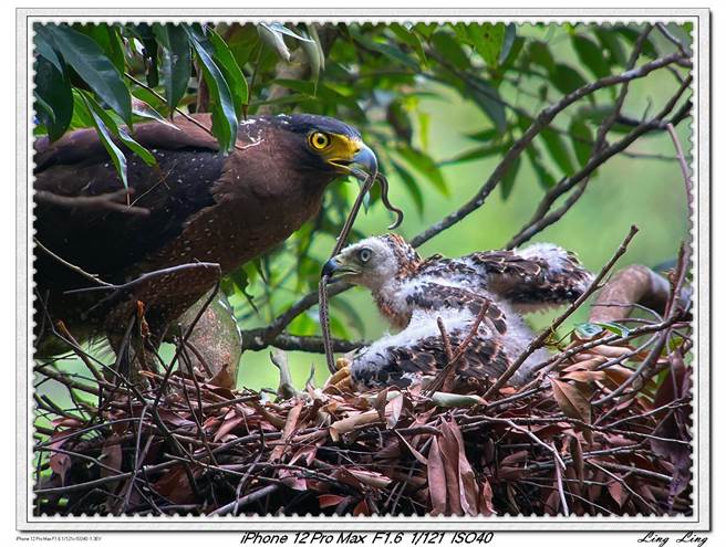 池沛玲拍摄的大冠鹫，牠又称为蛇鹫，正叼着蛇育雏。（池沛玲提供）