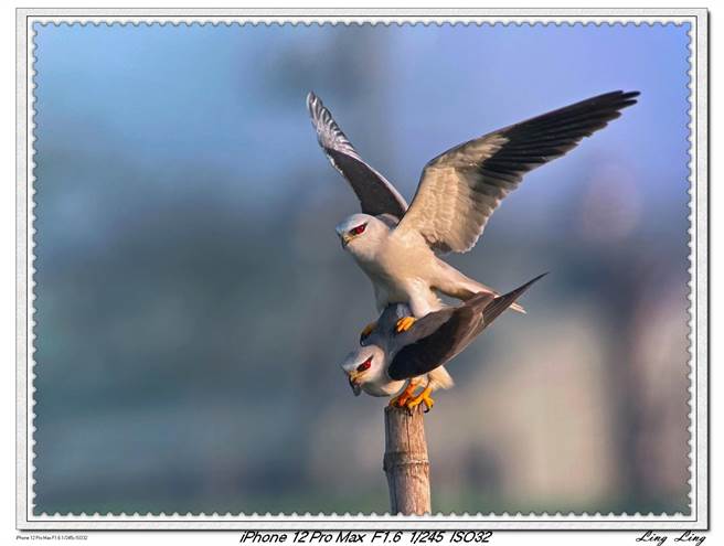 池沛玲拍摄的黑翅鸢。（池沛玲提供）