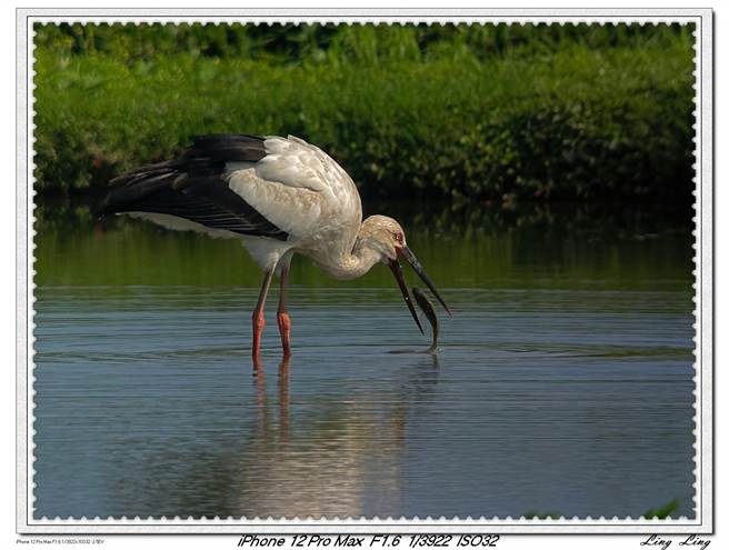 池沛玲拍摄的东方白鹳正在捕鱼。（池沛玲提供）