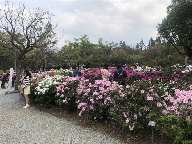 台北杜鹃花季3月开跑，大耳狗打卡点超吸睛。（杨亚璇摄）
