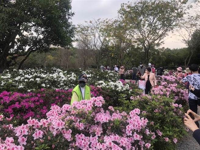台北杜鹃花季3月开跑，大耳狗打卡点超吸睛。（杨亚璇摄）
