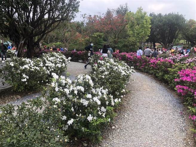 台北杜鹃花季3月开跑，大耳狗打卡点超吸睛。（杨亚璇摄）
