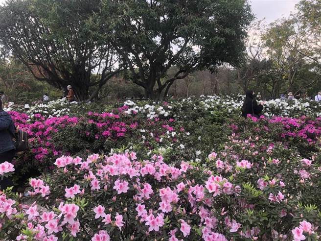 台北杜鹃花季3月开跑，大耳狗打卡点超吸睛。（杨亚璇摄）
