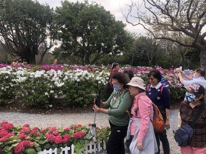 台北杜鹃花季3月开跑，大耳狗打卡点超吸睛。（杨亚璇摄）
