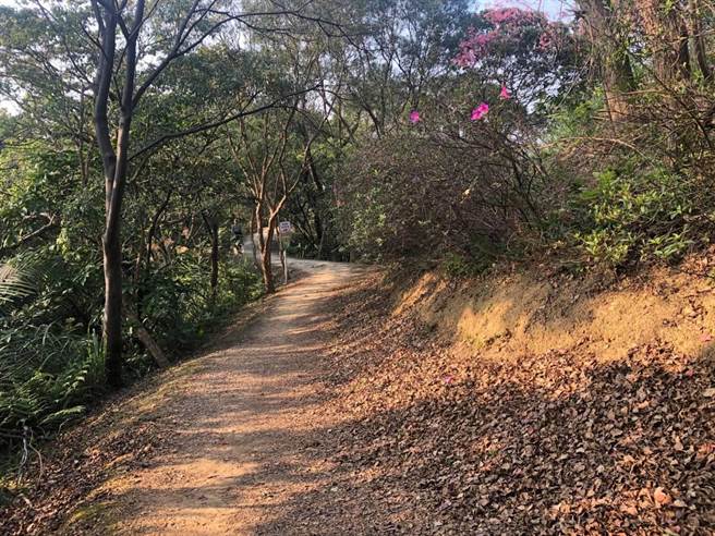 大栋山有许多自然景观与多条步道，适合游客散步游玩。（桃园市观旅局提供／陈梦茹桃园传真）