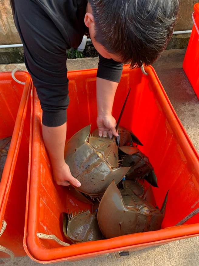 金门县水产试验所日前选定翟山海域投放标识成鲎100尾。（金门县水试所提供）