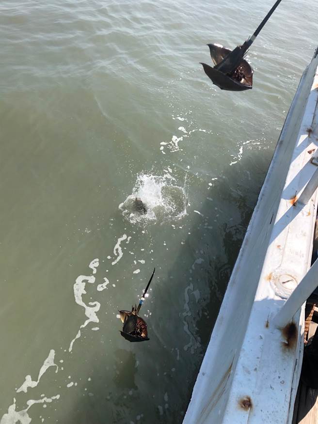 金门县水产试验所日前选定翟山海域投放标识成鲎100尾，未来将透过再补获的方式，调查移动路径、栖息地及评估鲎的族群数量。（金门县水试所提供）