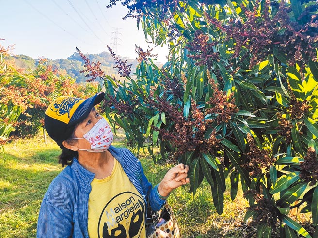 上周连日低温又下雨，近日天晴回暖后，台南玉井等地部分已开的芒果花出现「酥花」现象。（刘秀芬摄）