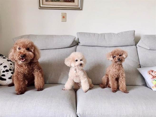 兵家綺家中有3個毛小孩要照顧 (圖/翻攝兵家綺臉書)