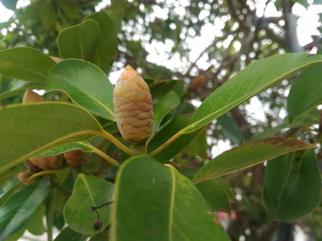 （红楠花苞。图／林试所提供）
