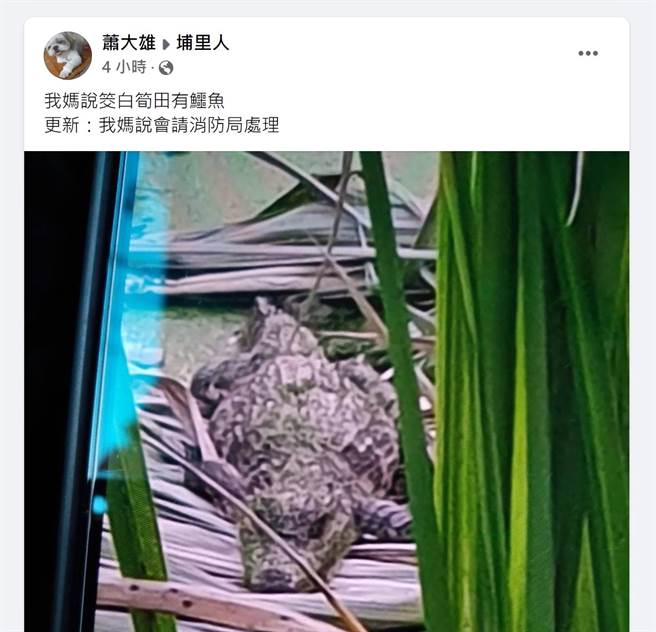 南投县埔里镇惊传出现鱷鱼，有民眾在脸书社团「埔里人」PO文，表示，「我妈说筊白笋田有鱷鱼」，还附上一张疑似鱷鱼的照片。（翻摄脸书社团「埔里人」／吴建辉南投传真）